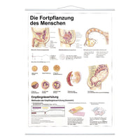 Die Fortpflanzung des Menschen
