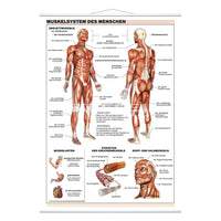 Das Muskelsystem des Menschen