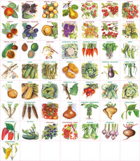 Magnetbilder "Heimisches Obst und Gemuese"