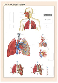 Das Atmungssystem des Menschen stumm