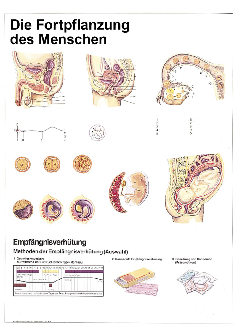 Die Fortpflanzung des Menschen stumm