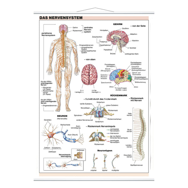 Das Nervensystem