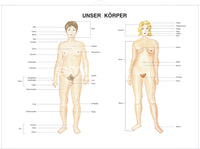 Unser Körper