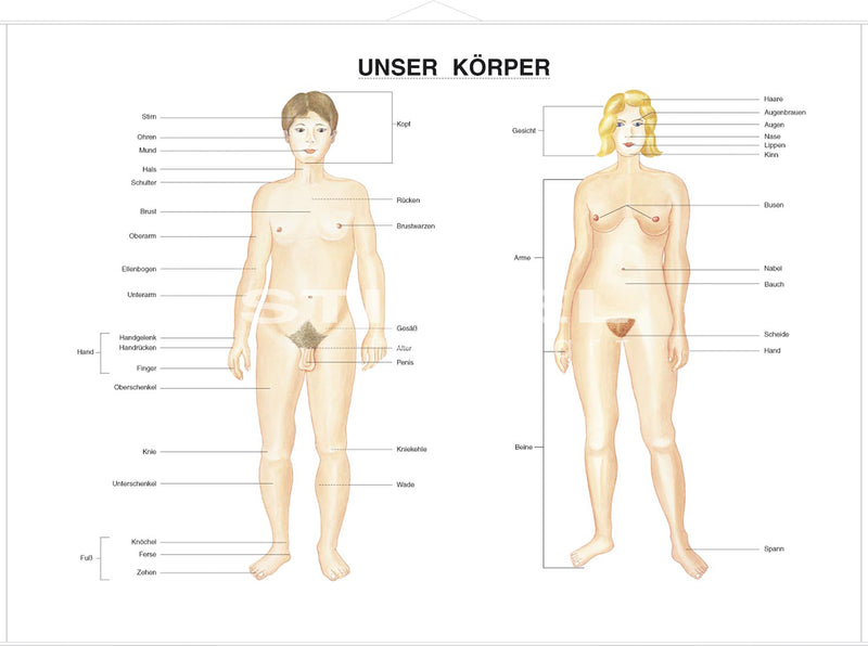 Unser Körper