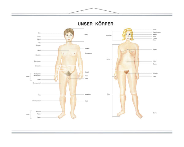 Unser Körper