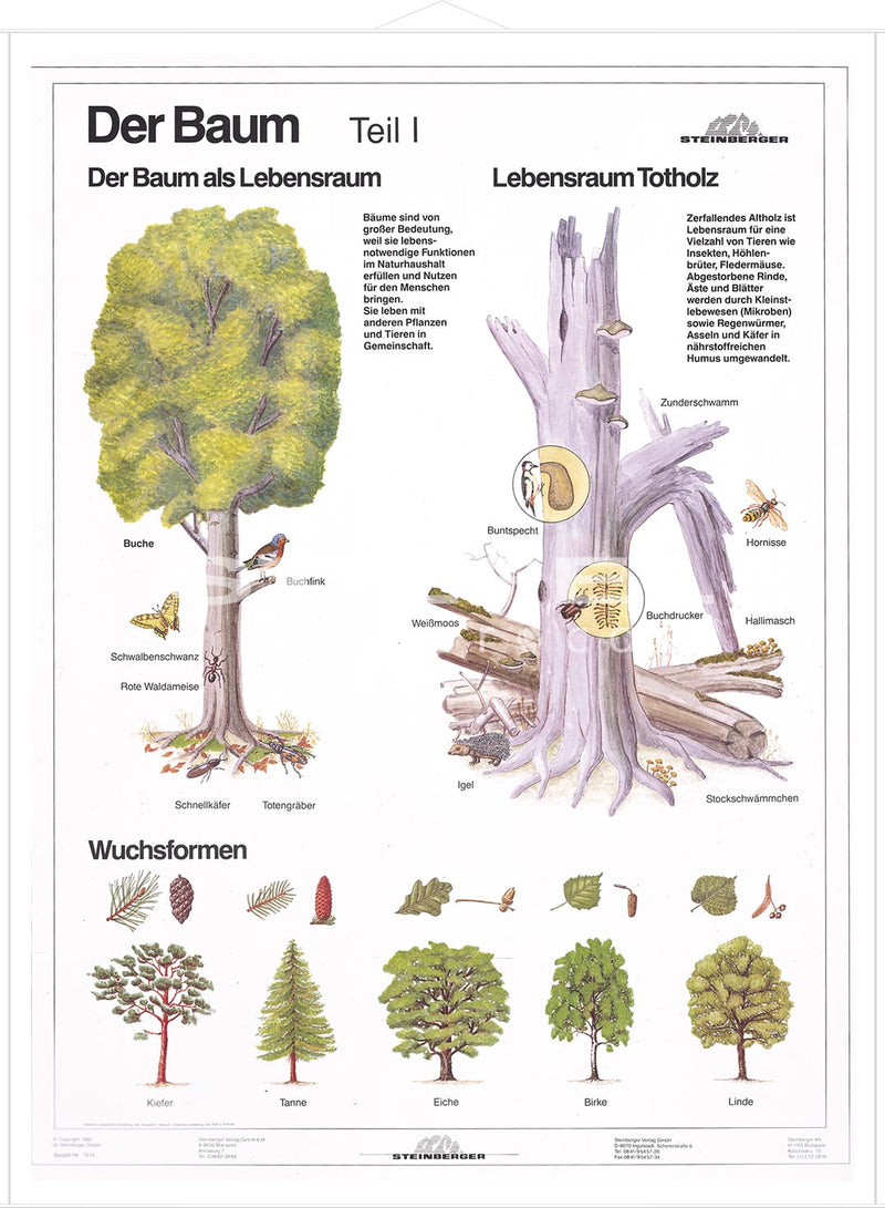 DUO Der Baum Teil I / Lernkarte