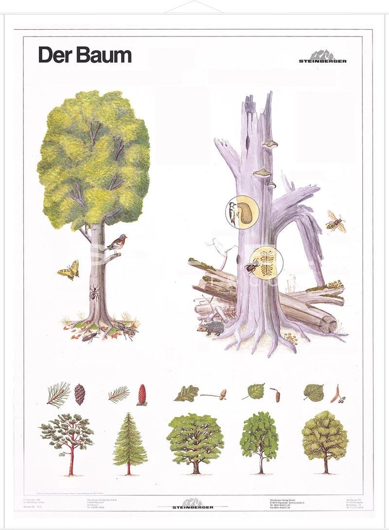 DUO Der Baum Teil I / Lernkarte