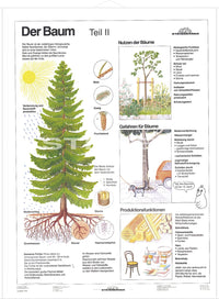 DUO Der Baum Teil II / Lernkarte