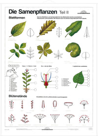 DUO Samenpflanzen Teil II / Lernkarte