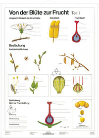 DUO Blüte zur Frucht Teil I / Lernkarte