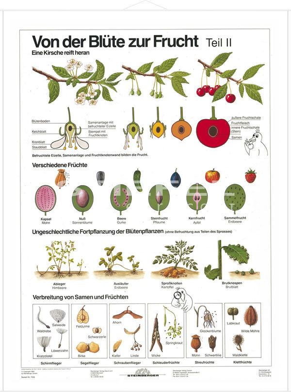 DUO Blüte zur Frucht Teil II / Lernkarte