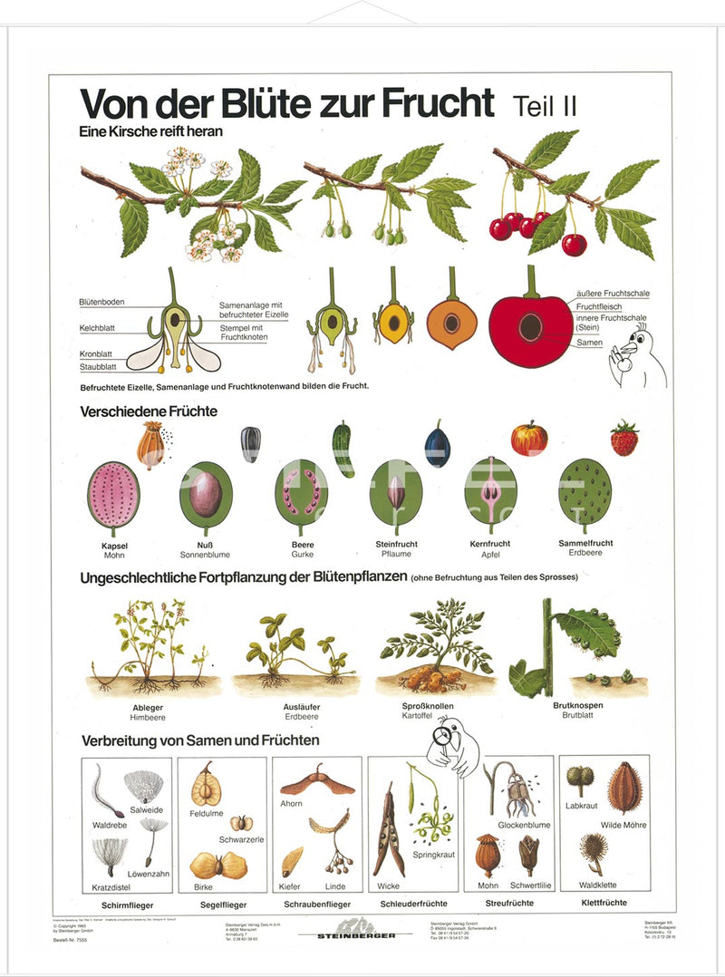 DUO Blüte zur Frucht Teil II / Lernkarte