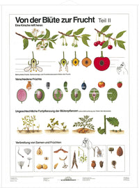 DUO Blüte zur Frucht Teil II / Lernkarte