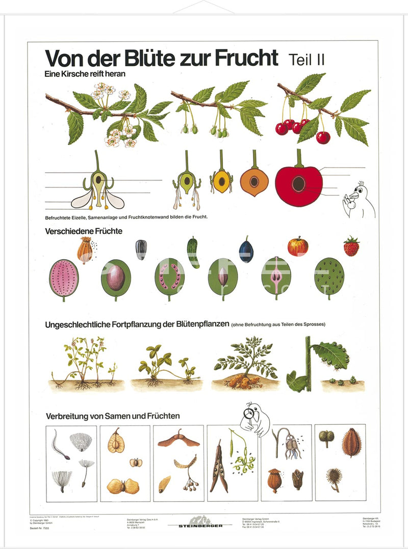 DUO Blüte zur Frucht Teil II / Lernkarte