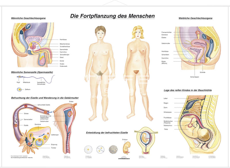 DUO Fortpflanzung des Menschen / Lernkarte