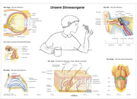 DUO Unsere Sinnesorgane / Lernkarte