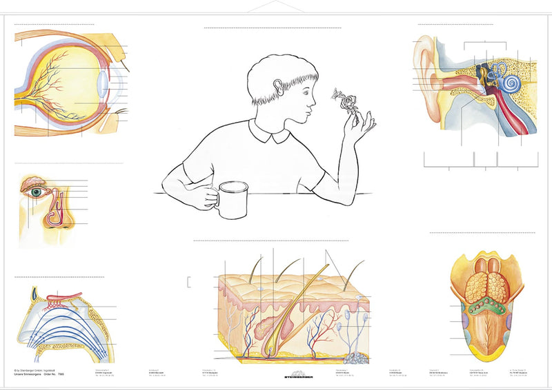 DUO Unsere Sinnesorgane / Lernkarte