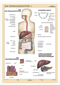 DUO Verdauungssystem Teil I / Lernkarte
