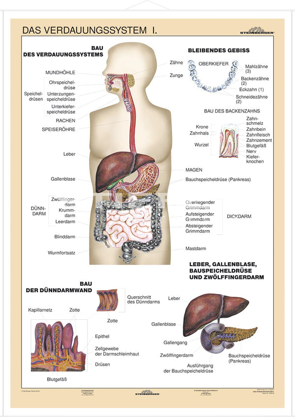 DUO Verdauungssystem Teil I / Lernkarte