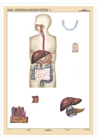 DUO Verdauungssystem Teil I / Lernkarte