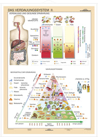 DUO Verdauungssystem Teil II / Lernkarte