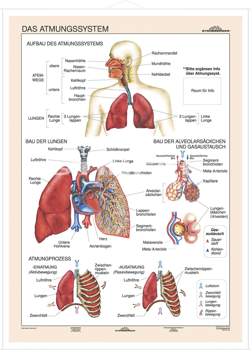 DUO Das Atmungssystem / Lernkarte