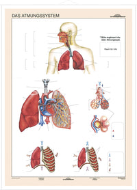 DUO Das Atmungssystem / Lernkarte