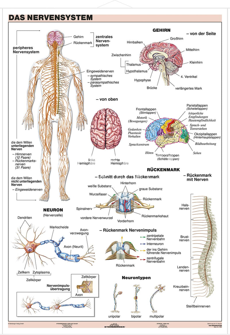 Nervensystem